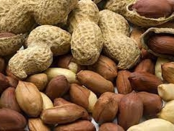 Primeiro semestre de 2021 registra receita de US$ 138 milhões em exportações de amendoim in natura 