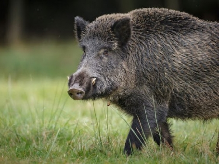 390 controladores de Javali já receberam Capacitação Sanitária no estado de São Paulo