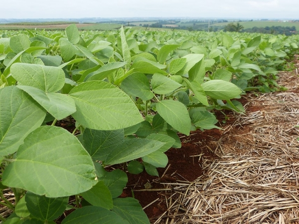 Região norte fluminense tem potencial para produção de soja. Foto: Carina Rufino