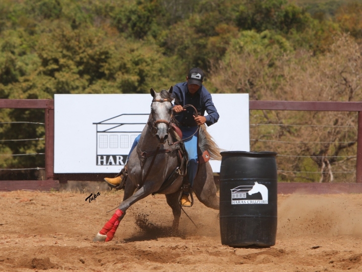 Haras Cruzeiro cria programa de incentivo exclusivo para animais adquiridos no leilão