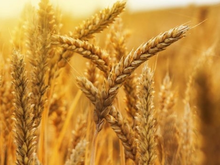 Entidades se posicionam contra a possível liberação do trigo e da farinha transgênicos pelo Brasil