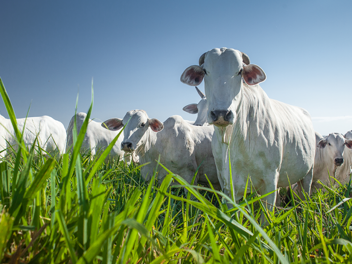 Conab lança modalidade de leilão como estratégia de abastecimento para pecuaristas