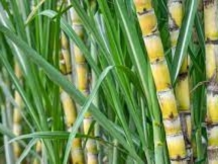 FMC promove evento para debater manejo da cana em condições climáticas desafiadoras