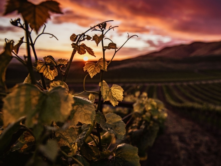 Agricultor ganha tempo e economiza dinheiro com alternativa certa de regularização de reserva legal