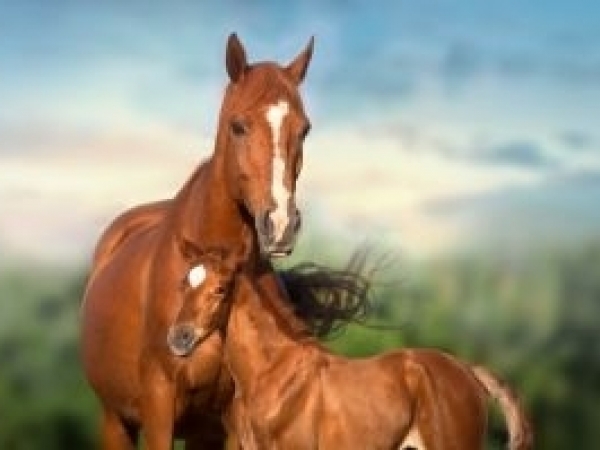 Lançamento da Botupharma, Reprodutora Plus® auxilia na fertilidade das éguas. Foto:  Divulgação/Botupharma 