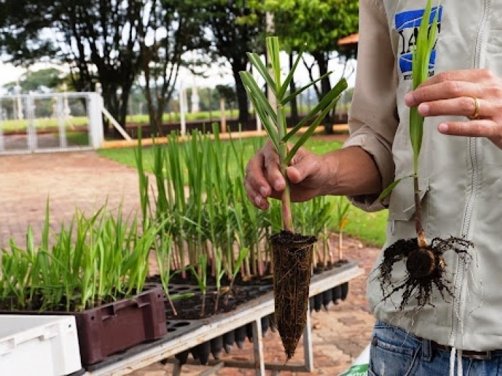 Tereos automatiza processos e dobra produção de mudas pré-brotadas de cana 