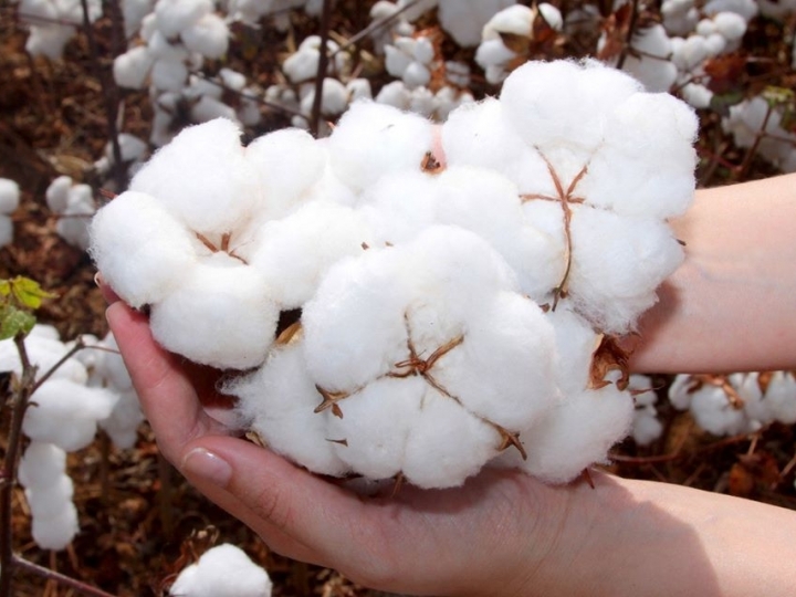 xarvio® e Metos firmam parceria no Brasil para monitorar pragas 