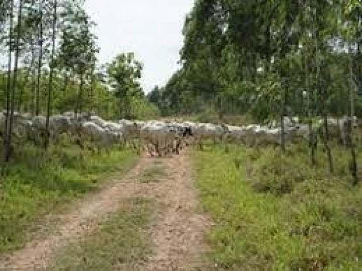 IZ realiza evento online focado no manejo de pastagens em sistemas integrados de produção agropecuária