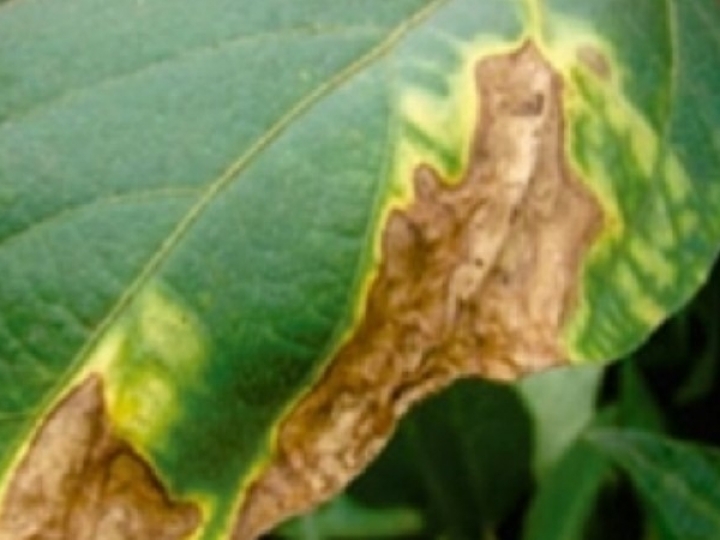 Plantio de feijão após soja intensifica bacteriose em lavouras