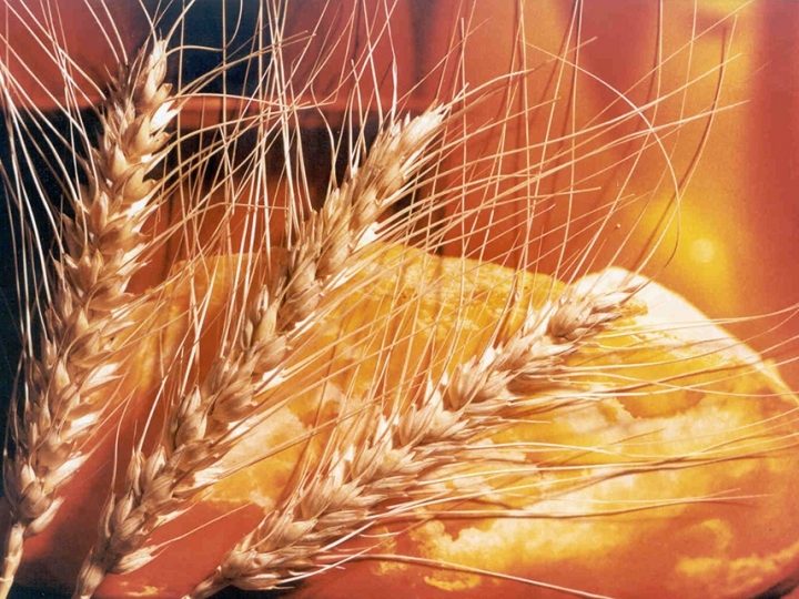 Práticas para reduzir a contaminação do trigo por micotoxinas