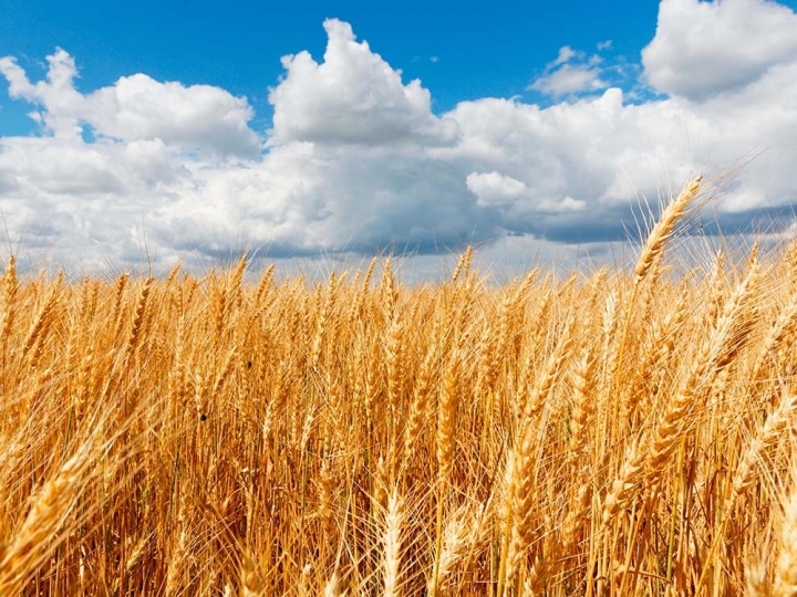 Clima impacta produção mundial de trigo na safra 2021/22