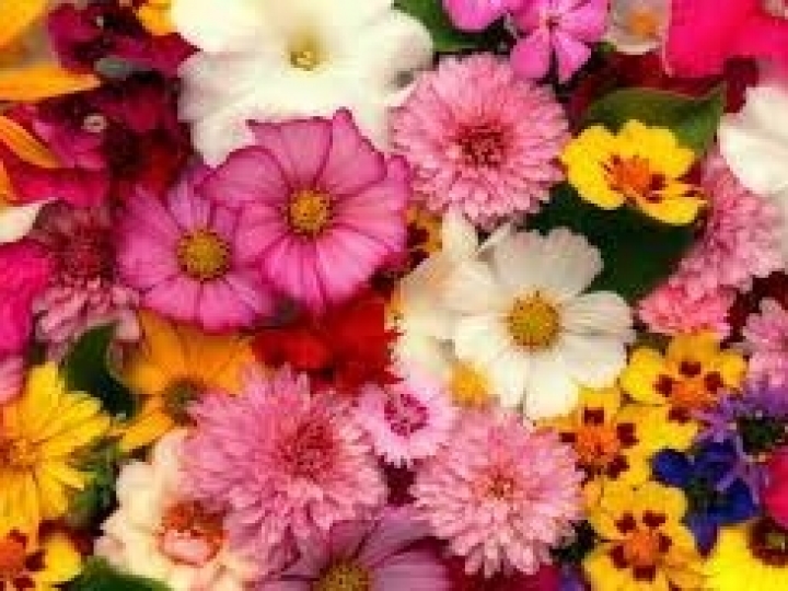 Congressos Brasileiros de Floricultura, Plantas Ornamentais e de Cultura de Tecidos de Plantas têm inscrições abertas 