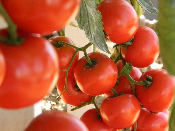 Bactérias funcionais garantem crescimento do tomate em condições de estresse salino