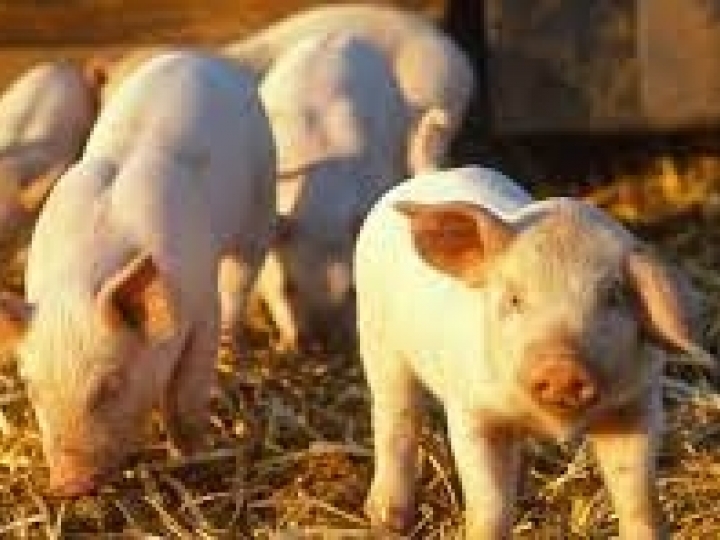 Desafios e prevenção da Peste Suína Clássica nas zonas não livres da doença