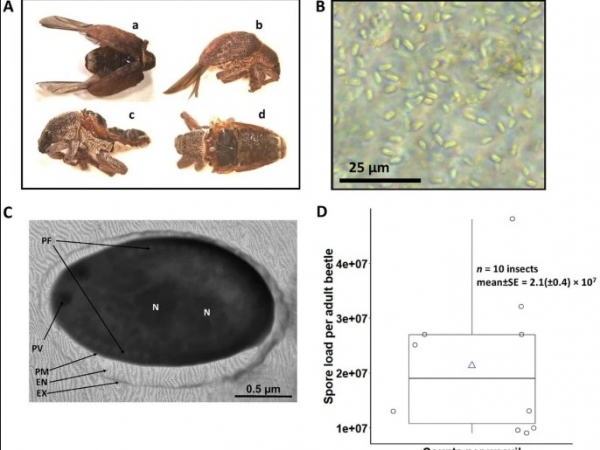 Praga do eucalipto. - Foto: Carolina Jordan