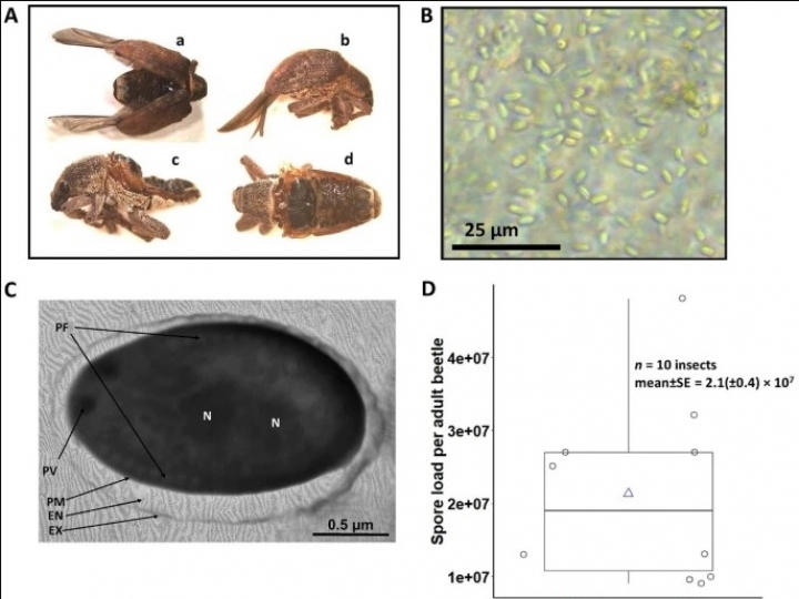 Equipe registra ocorrência do primeiro microsporídio patogênico para o besouro do eucalipto no Brasil
