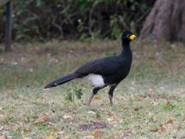 PRETATERRA participa da ação para preservar a população da ave mutum-de-penacho na região da Usina Hidrelétrica de Água Vermelha.  Foto: Divulgação