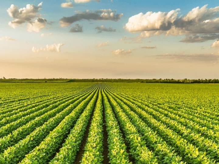 Área plantada com soja no Brasil é maior que a Itália