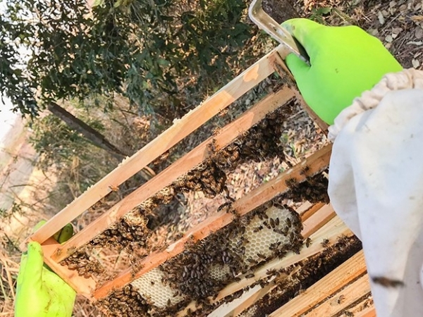 Pesquisa é realizada com as abelhas rainhas africanizadas (Apis melífera).  Foto: Divulgação