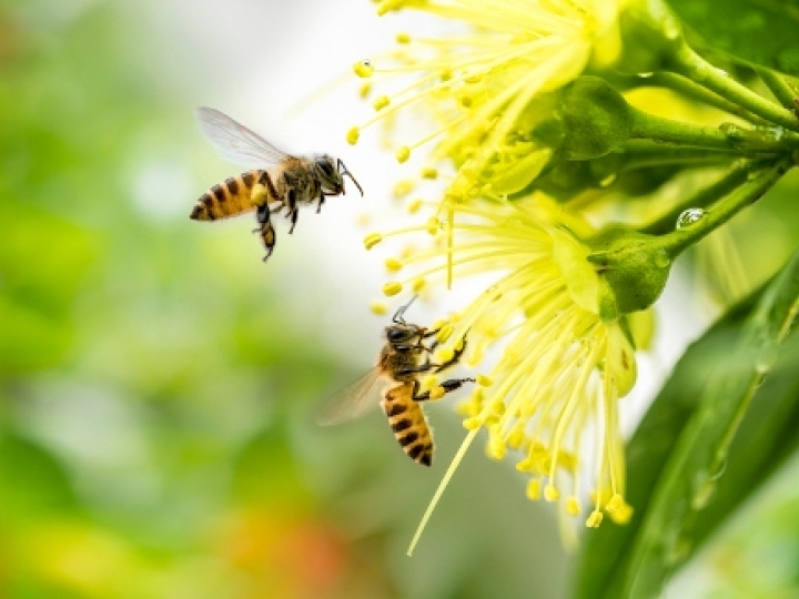 Projeto inédito na região visa a produção de abelhas rainhas