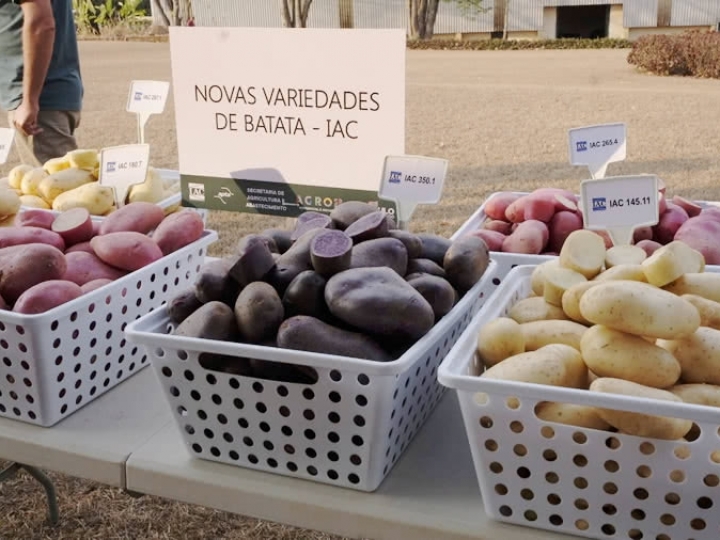 IAC lança as primeiras variedades de batata coloridas do Brasil