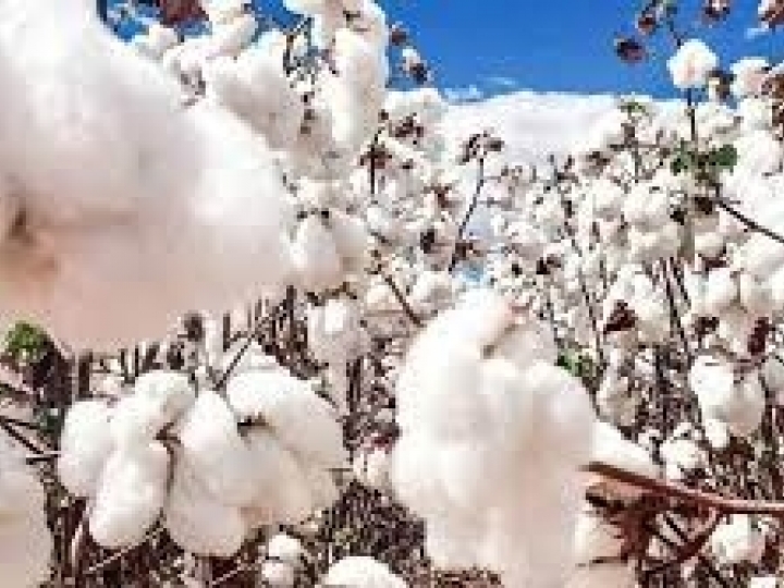 Algodão em sistemas intensivos de produção é tema de simpósio