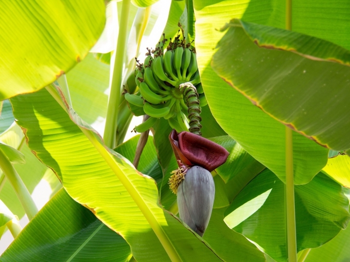 Irrigação da bananeira é tema de novo curso a distância da Embrapa