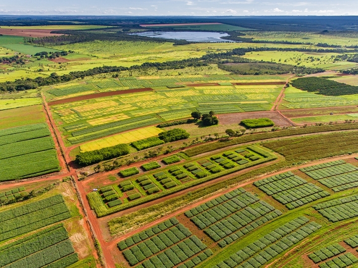 Consórcio com o milho aumenta a produção sustentável de cana-de-açúcar no Cerrado