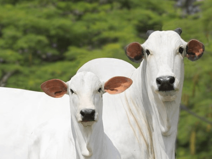 Edição especial do Reproduz +, evento focado em reprodução bovina, será online e gratuita