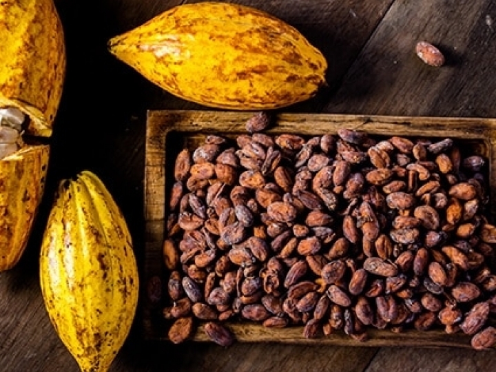 AIPC apresenta detalhes da cadeia de suprimentos do cacau em novo vídeo