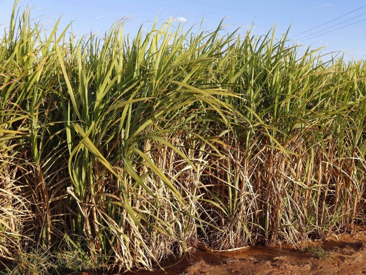 Impacto de geadas e estiagem na produção de cana-de-açúcar