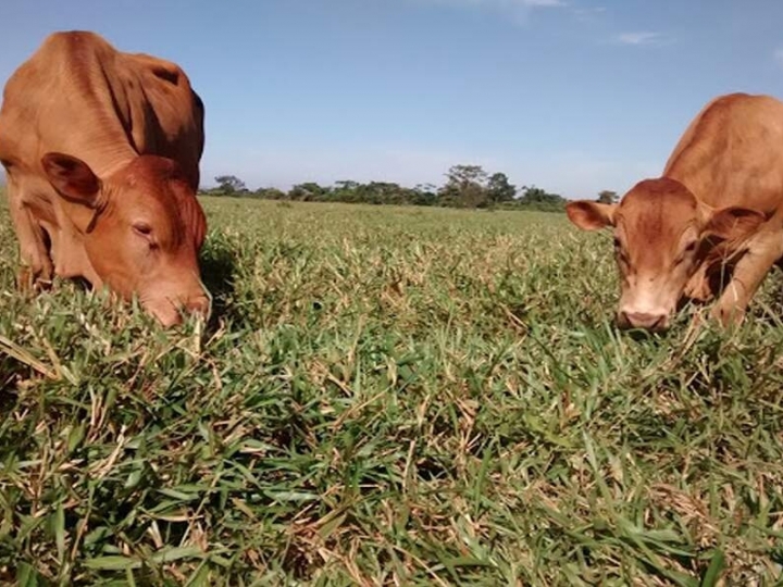 Conab e Unicamp firmam acordo para gerar inteligência ao setor agropecuário