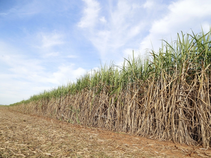Repasse de herbicidas é recomendado para canavial com desenvolvimento prejudicado pela estiagem