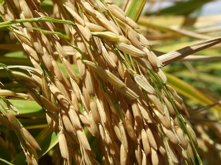 JF proíbe pulverização aérea de agrotóxicos em lavouras de arroz no RS