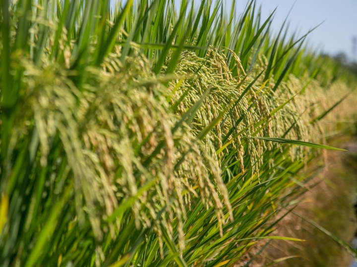 Estudo quantifica emissão de metano em arroz irrigado