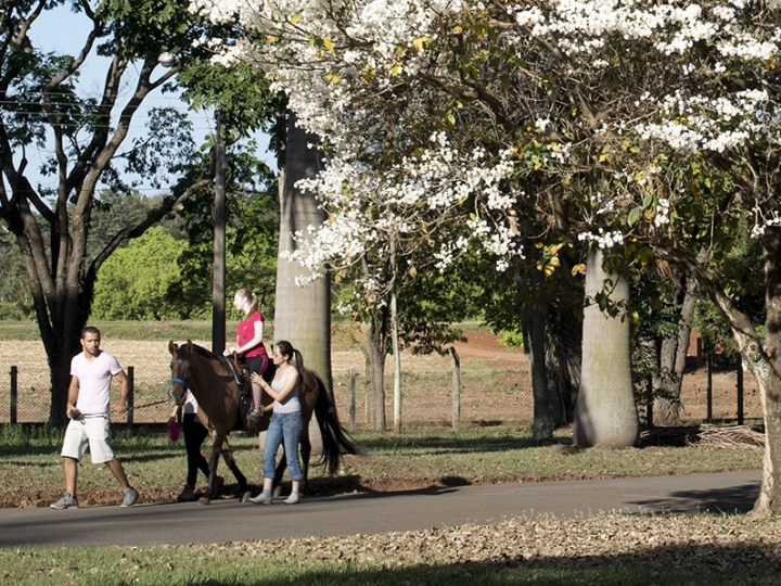 Projeto Equoterapia retoma atividades na Esalq