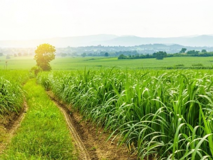 O controle da cigarrinha das raízes pode evitar perdas de até 30% de ATR e 80% de TCH 