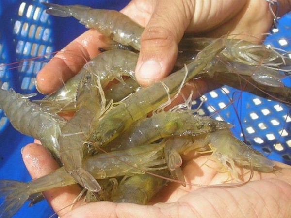 Foto: Laurindo Rodrigues