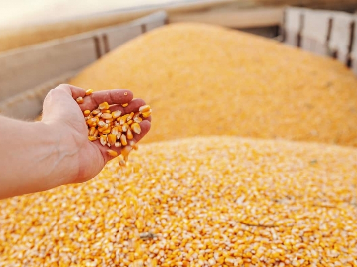 Conab pode adquirir até 51,8 mil toneladas de milho