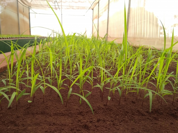 Etapa de análise em estufa feita pela Barenbrug do Brasil.  Foto: Divulgação