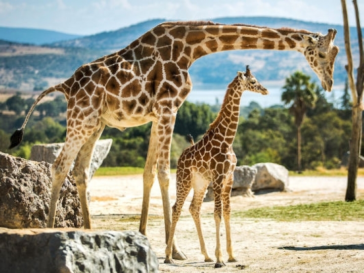 Girafas da África mobilizam auditores agropecuários para ingresso seguro no Brasil 