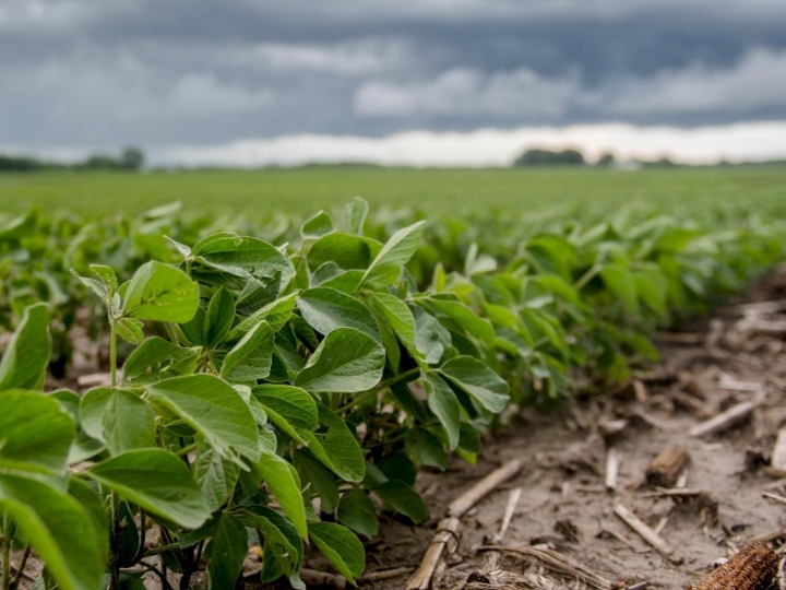 Embrapa lança nesta quinta-feira quatro cultivares de soja mais produtivas para o Centro-Norte do Brasil