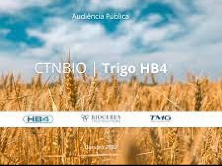 Bioceres anuncia aprovação regulatória do trigo HB4® tolerante à seca pela CTNBio 