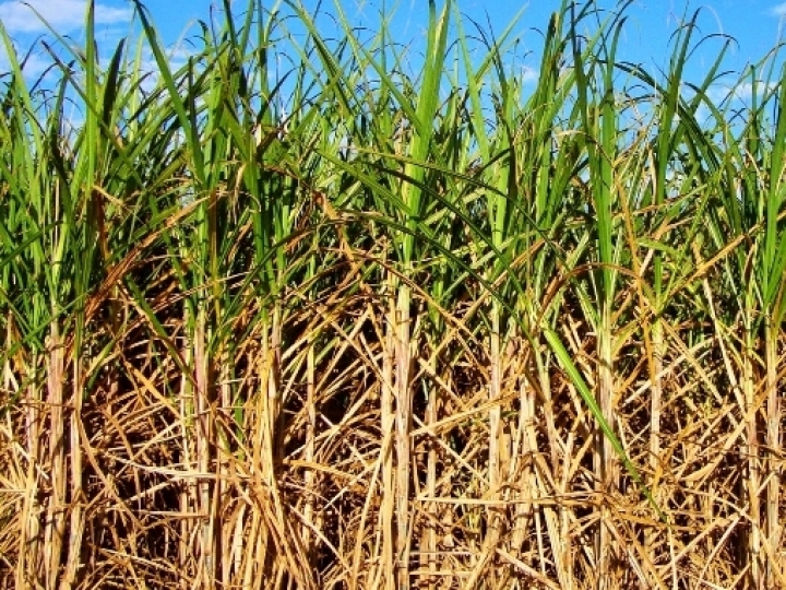 Clima e retração na área em produção provocam diminuição da estimativa de volume total colhido