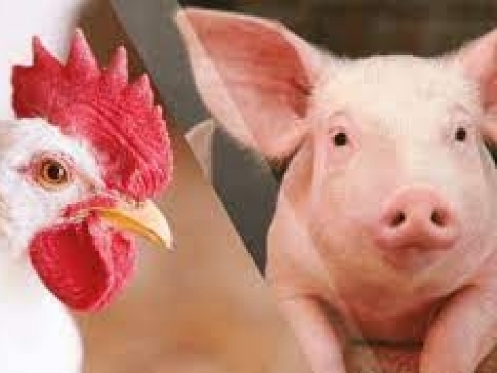 Setores de aves e de suínos aplaudem aprovação da Desoneração da Folha na CCJ