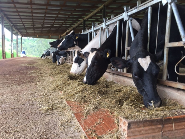 O rebanho do produtor Valmir Pereira, que foi contemplado com um sorteio da Maratona de Leite, já se beneficia dos produtos ABS.  Foto: Divulgação