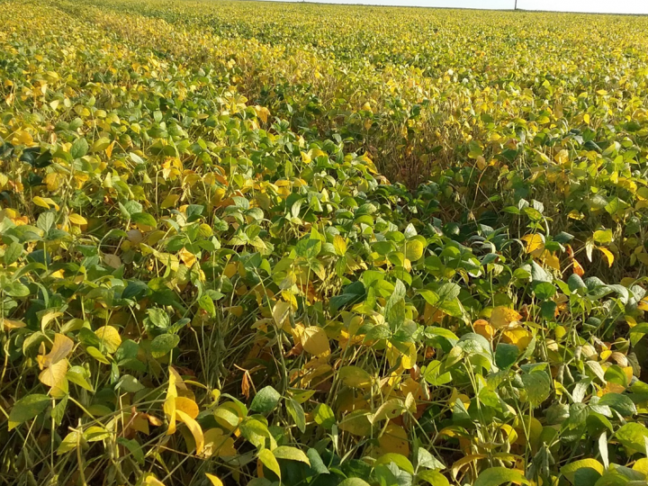 Variedades de soja convencional devem ser lançadas na próxima safra de soja