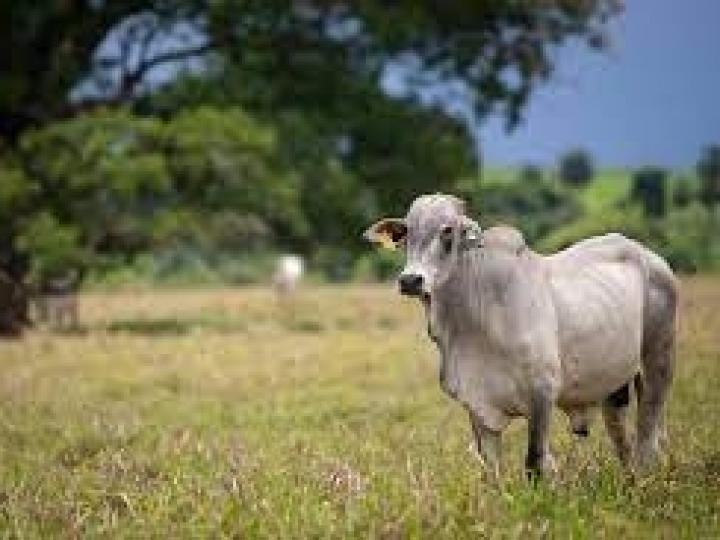 Reduzir gastos com nutrição é alternativa para enfrentamento ao embargo chinês