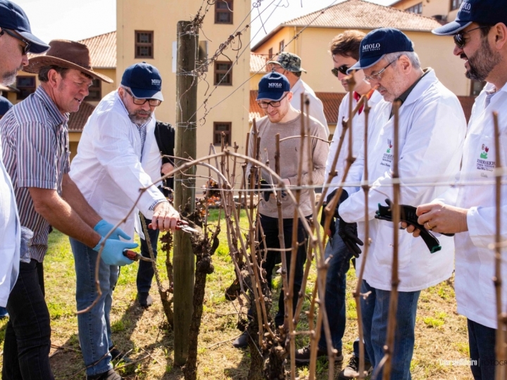 Miolo ajuda a fazer  seu próprio vinho DOVV