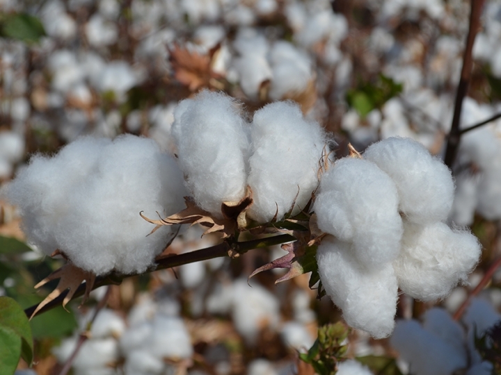 Novos métodos identificam sementes de algodão convencional e transgênico de forma precisa
